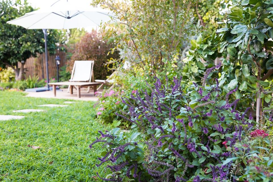 inbal2-678-large-LARGE