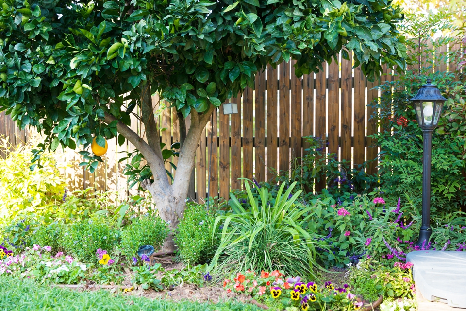 inbal2-699-large-LARGE